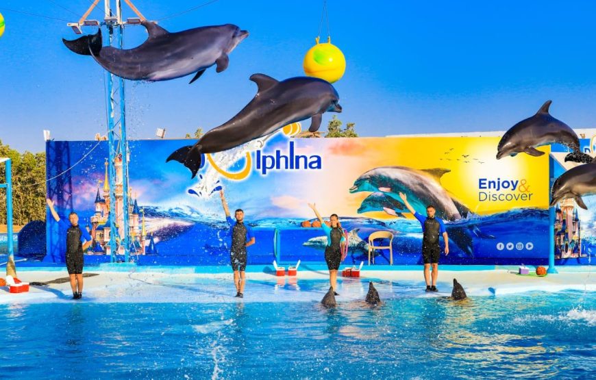 Hurghada: Dolphin World Show with Walruses and Pick-up