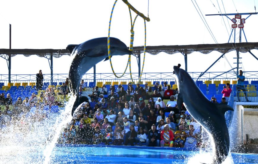 Hurghada: Dolphin World Show with Walruses and Pick-up