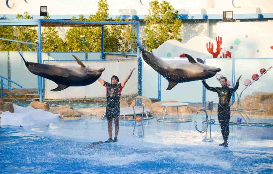 Hurghada: Dolphin World Show with Walruses and Pick-up