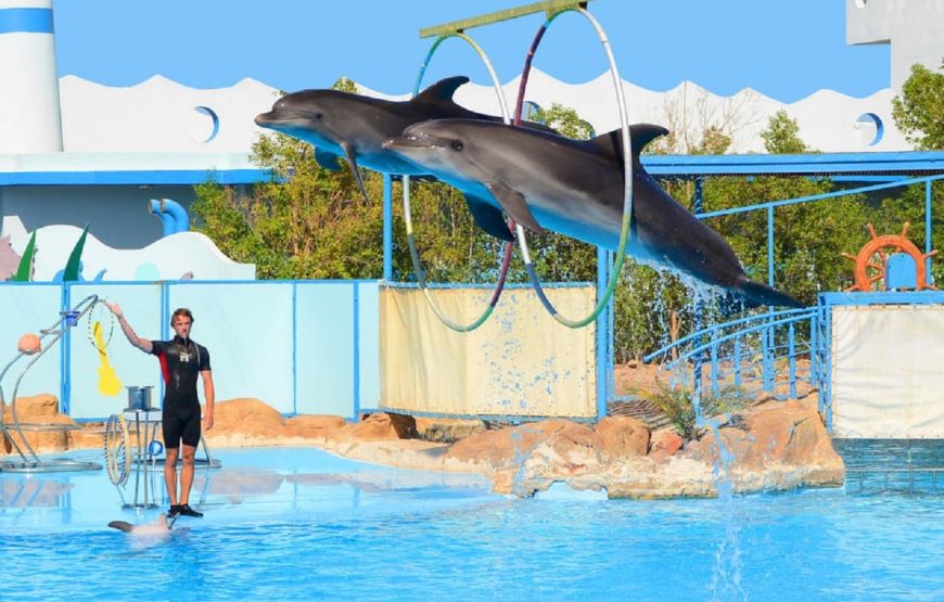 Hurghada: Dolphin World Show with Walruses and Pick-up