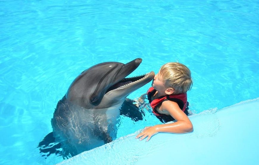 Hurghada: Photo Session with Dolphins and Hotel Transfer