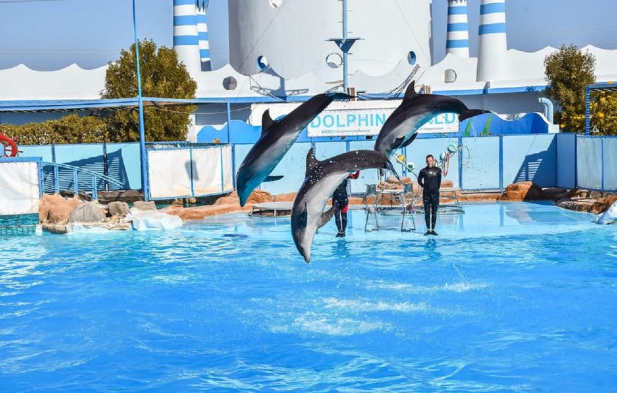 Hurghada: Dolphin World Show with Walruses and Pick-up