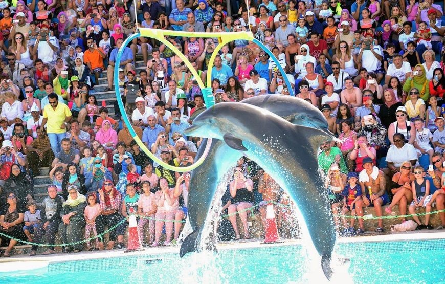 Hurghada: Dolphin World Show with Walruses and Pick-up