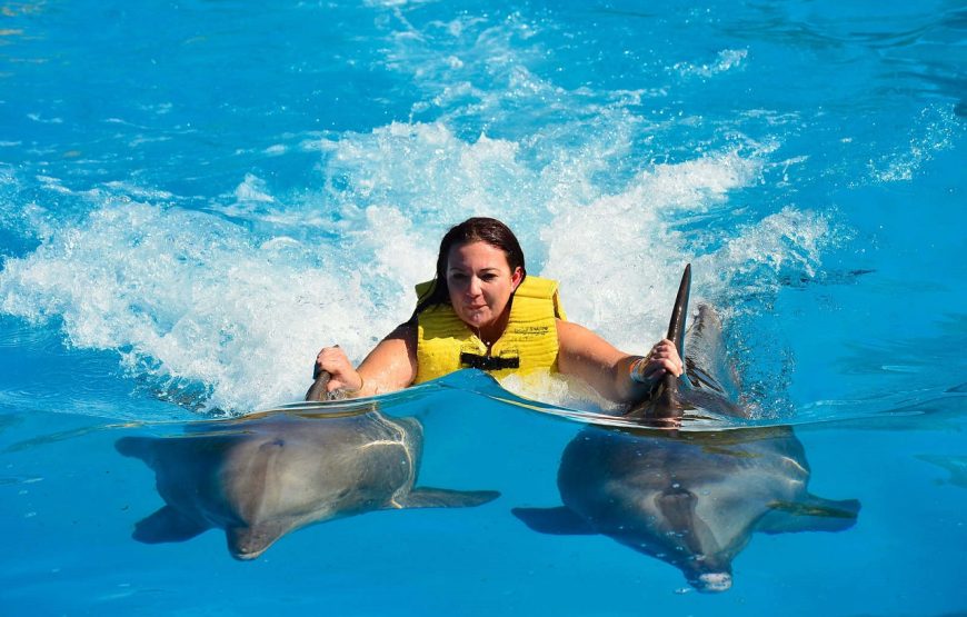 Hurghada: Photo Session with Dolphins and Hotel Transfer