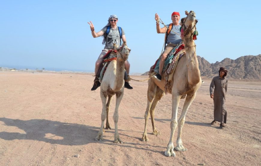 Hurghada: Family Safari, Quad, Camel Ride and Bedouin Village