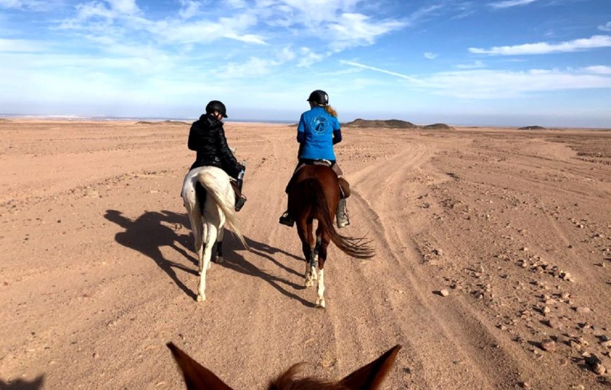 Hurghada: Sea, Desert Horse Riding for 2 Hours