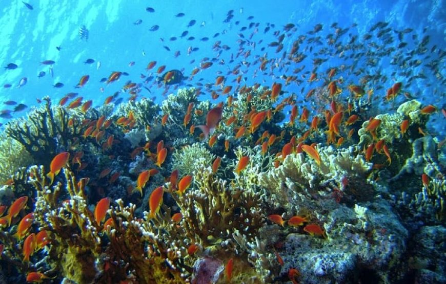 Hurghada: Intro Diving Beginner and Discover Red Sea Underwater