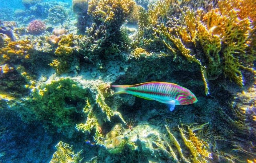 Hurghada: Sharm El Naga Boat Tour with Snorkeling, Lunch