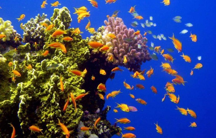 Hurghada: Sharm El Naga Boat Tour with Snorkeling, Lunch